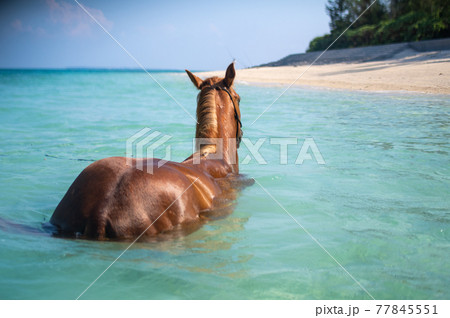 沖縄の伊江島のビーチで泳ぐ馬 77845551