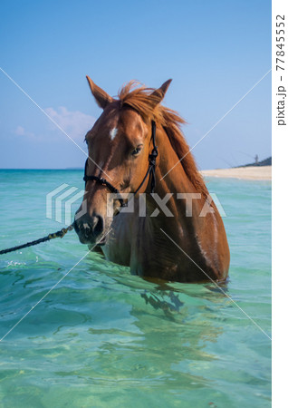 沖縄の伊江島のビーチで泳ぐ馬 77845552