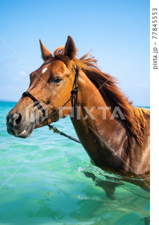 沖縄の伊江島のビーチで泳ぐ馬 77845553