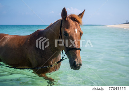 沖縄の伊江島のビーチで泳ぐ馬 77845555