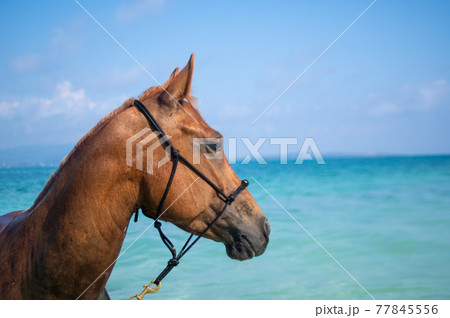 沖縄の伊江島のビーチで泳ぐ馬 77845556