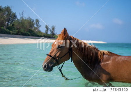 沖縄の伊江島のビーチで泳ぐ馬 77845560