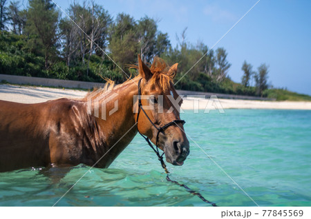 沖縄の伊江島のビーチで泳ぐ馬 77845569