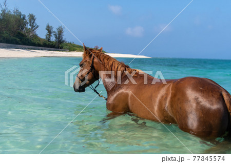 沖縄の伊江島のビーチで泳ぐ馬 77845574