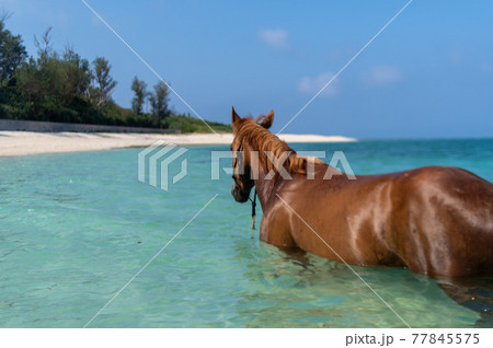 沖縄の伊江島のビーチで泳ぐ馬 77845575