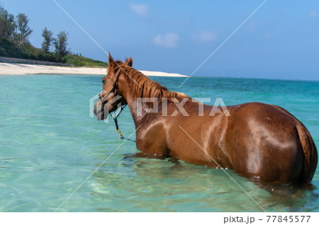 沖縄の伊江島のビーチで泳ぐ馬 77845577