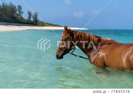 沖縄の伊江島のビーチで泳ぐ馬 77845578