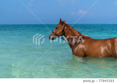 沖縄の伊江島のビーチで泳ぐ馬 77845583