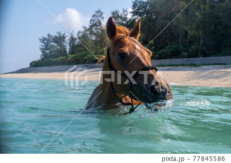 沖縄の伊江島のビーチで泳ぐ馬 沖縄の伊江島のビーチで泳ぐ馬 77845586