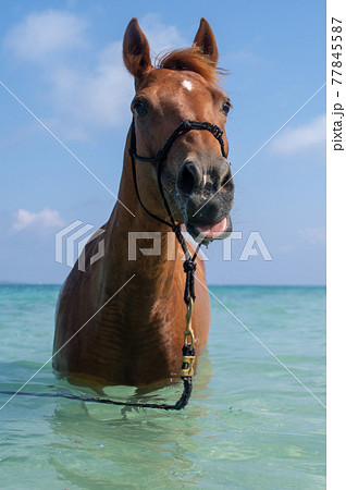 沖縄の伊江島のビーチで泳ぐ馬 77845587