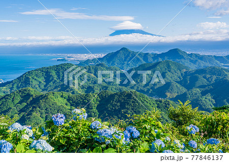 (静岡県)伊豆の国パノラマパーク 山頂のアジサイと富士山の展望 (静岡県)伊豆の国パノラマパーク 山頂のアジサイと富士山の展望 77846137