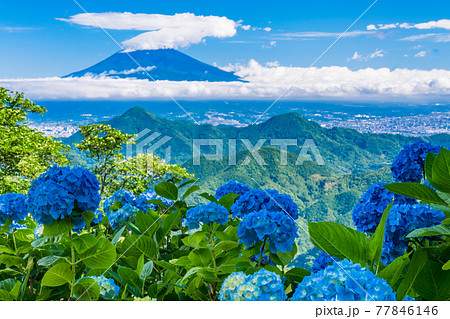 （静岡県）伊豆の国パノラマパーク　山頂のアジサイと富士山の展望 77846146
