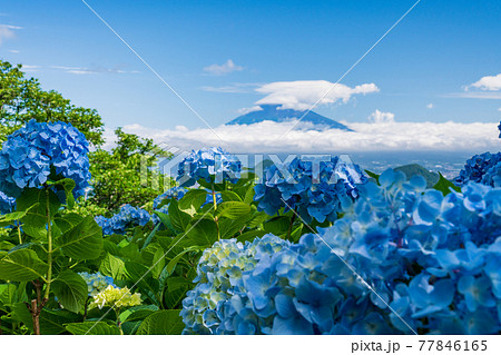 （静岡県）伊豆の国パノラマパーク　山頂のアジサイと富士山の展望 77846165