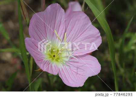 春の庭に咲くヒルザキツキミソウのピンク色の花 春の庭に咲くヒルザキツキミソウのピンク色の花 77846293