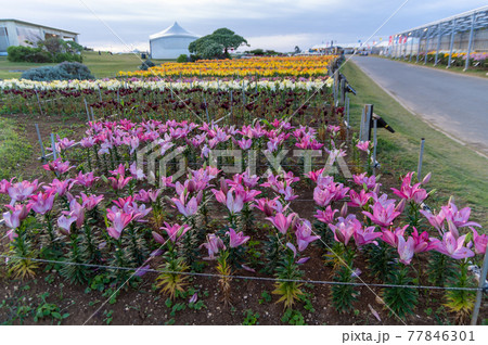伊江島のゆり祭り 77846301