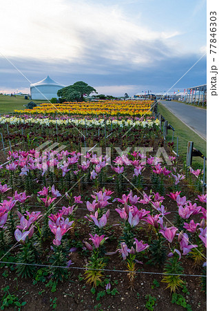 伊江島のゆり祭り 伊江島のゆり祭り 77846303