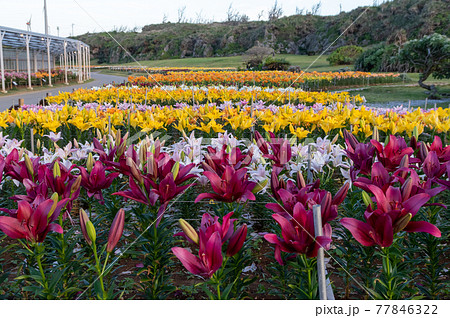 伊江島のゆり祭り 伊江島のゆり祭り 77846322