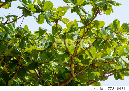モモタマナの木 モモタマナの木 77846481