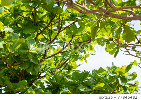 モモタマナの木 77846482