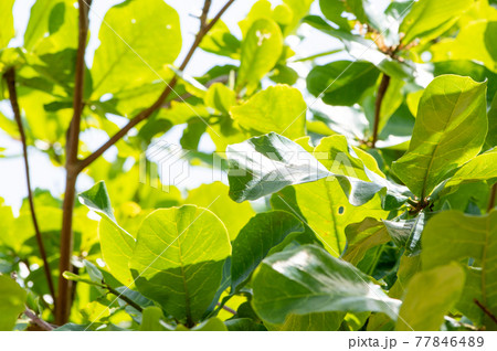 モモタマナの木 77846489