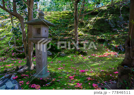 京都 霊鑑寺の椿 京都 霊鑑寺の椿 77846511