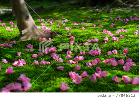 京都　霊鑑寺の椿　　　 77846512