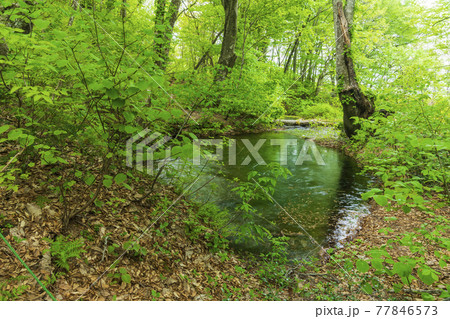 新緑の獅子ヶ鼻湿原の出壺 新緑の獅子ヶ鼻湿原の出壺 77846573