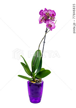 Orchid phalaenopsis in flower pot isolated on white background Orchid phalaenopsis in flower pot isolated on white background 77846835