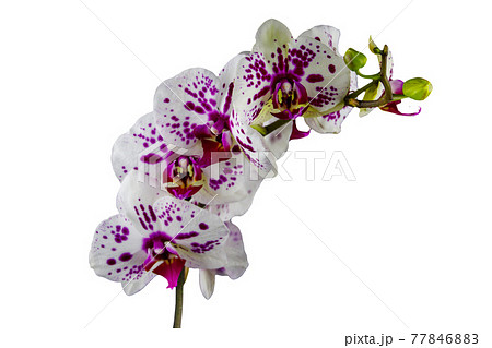 Branch of orchid phalaenopsis isolated on white background Branch of orchid phalaenopsis isolated on white background 77846883