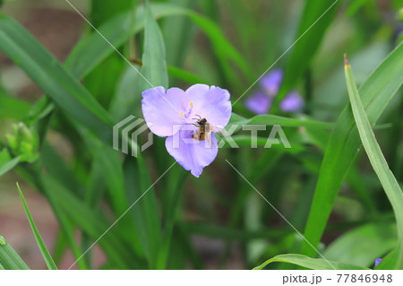 紫露草(ムラサキツユクサ)の花粉を集めるミツバチ 紫露草(ムラサキツユクサ)の花粉を集めるミツバチ 77846948