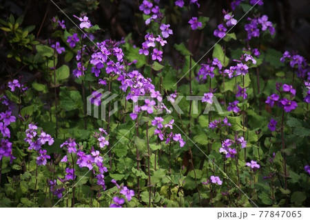 ムラサキハナナ　咲き揃った紫色の花 77847065