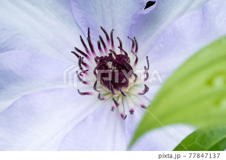 満開の薄紫色のクレマチス 満開の薄紫色のクレマチス 77847137