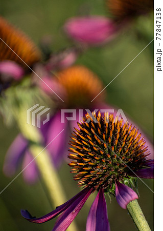ムラサキバレンギクの頭状花 77847138