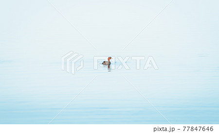 Little Grebe duck swimming in a lake isolated on clam blue waters in Pusiyankulama Wewa, Anuradhapura Sri Lanka. Little Grebe duck swimming in a lake isolated on clam blue waters in Pusiyankulama Wewa, Anuradhapura Sri Lanka. 77847646