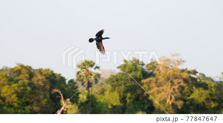 Indian cormorant bird in flight against trees on the shore of the beautiful lake in Pusdiyankulama Wewa. Indian cormorant bird in flight against trees on the shore of the beautiful lake in Pusdiyankulama Wewa. 77847647