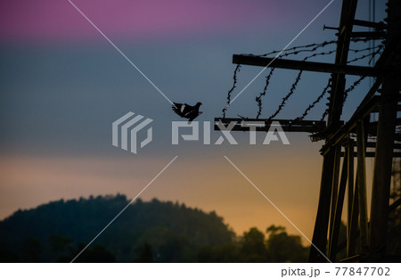 High voltage pylon and the the bird end its day trying to settle in the barbed wires. Beautiful sunset skies. 77847702