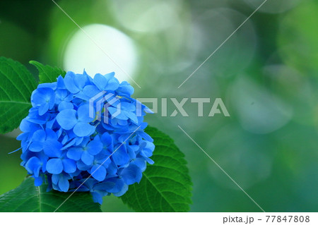 背景の玉ボケが綺麗な一輪の紫陽花 77847808