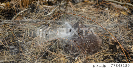 Spider web. Spider nest hole. Selective focus. Funnel weaving spider deep inside her tunnel Spider web. Spider nest hole. Selective focus. Funnel weaving spider deep inside her tunnel 77848189