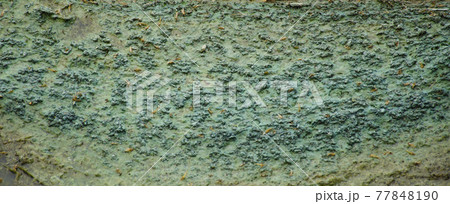 Algae polluted water. film of algae on surface of the water preventing the formation of oxygen and causing death to aquatic organisms Algae polluted water. film of algae on surface of the water preventing the formation of oxygen and causing death to aquatic organisms 77848190