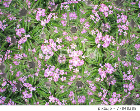 テレイドスコープで見たピンクの花 77848288