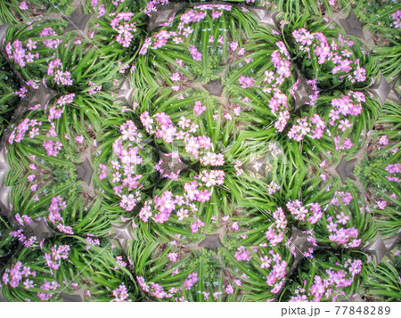 テレイドスコープで見たピンクの花 77848289