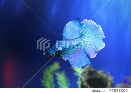 Water Animal Concept: Betta fish underwater in the aquarium against a backdrop of green algae. Betta Splendens. Multi-Color Fancy Siamese Fighting Fish. Blue Purple Betta. Suitable For Background. Water Animal Concept: Betta fish underwater in the aquarium against a backdrop of green algae. Betta Splendens. Multi-Color Fancy Siamese Fighting Fish. Blue Purple Betta. Suitable For Background. 77848300