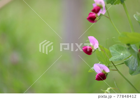 可愛らしい色合いのピンク色のエンドウ豆の花の写真素材