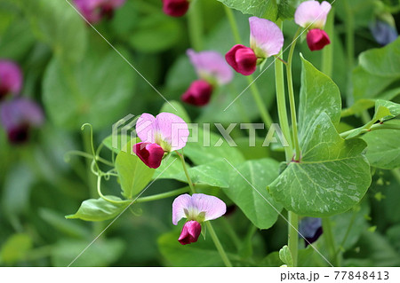 可愛らしい色合いのピンクのエンドウ豆の花の写真素材