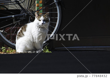 ブチ猫が自転車の前に座って警戒心剥き出しで睨んでいるの写真素材