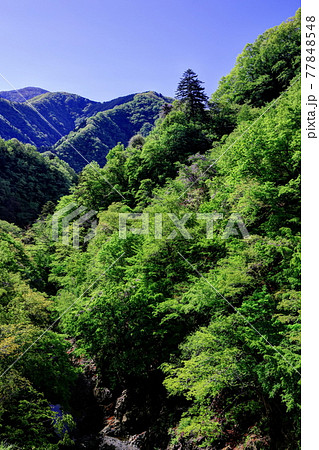 奥多摩の新緑と藤 奥多摩の新緑と藤 77848548