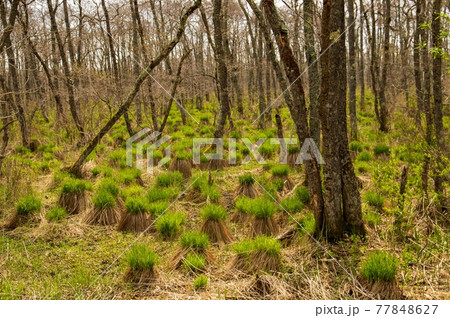 釧路湿原のヤチボウズ 77848627