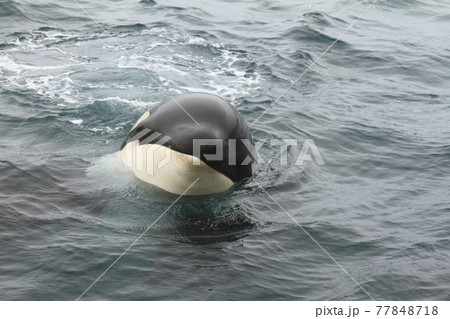 【北海道】知床の海に回遊する野生のシャチ（北海道羅臼沖） 77848718