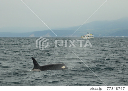 【北海道】知床の海に回遊する野生のシャチ（北海道羅臼沖） 77848747