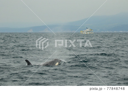 【北海道】知床の海に回遊する野生のシャチ（北海道羅臼沖） 77848748